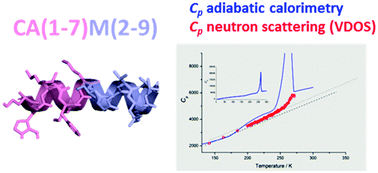 Graphical abstract: Hydration water and peptide dynamics – two sides of a coin. A neutron scattering and adiabatic calorimetry study at low hydration and cryogenic temperatures