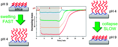 Graphical abstract: Polyelectrolyte brush pH-response at the silica–aqueous solution interface: a kinetic and equilibrium investigation