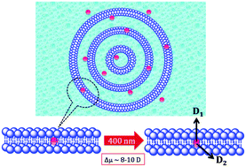 Graphical abstract: Anisotropic dynamics of guest molecules in aerosol OT lamellar structures