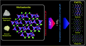 Graphical abstract: Tuning the dissolution kinetics of wollastonite via chelating agents for CO2 sequestration with integrated synthesis of precipitated calcium carbonates