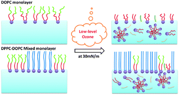 Graphical abstract: Structure and stability studies of mixed monolayers of saturated and unsaturated phospholipids under low-level ozone