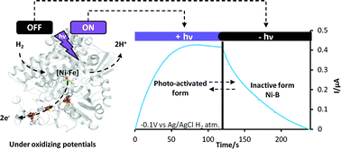 Graphical abstract: Light-induced reactivation of O2-tolerant membrane-bound [Ni–Fe] hydrogenase from the hyperthermophilic bacterium Aquifex aeolicus under turnover conditions