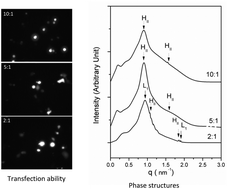 Graphical abstract: Transfection and structural properties of phytanyl substituted gemini surfactant-based vectors for gene delivery