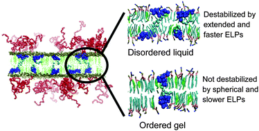 Graphical abstract: Dynamics and stability of lipid bilayers modulated by thermosensitive polypeptides, cholesterols, and PEGylated lipids