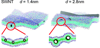 Graphical abstract: Membrane penetration and curvature induced by single-walled carbon nanotubes: the effect of diameter, length, and concentration