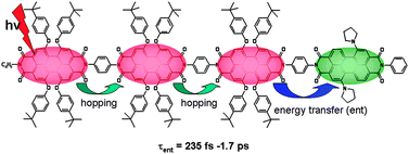Graphical abstract: Efficient collection of excitation energy from a linear-shaped weakly interacted perylenetetracarboxylic diimides array