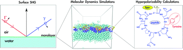 Graphical abstract: Multi-scale modeling of mycosubtilin lipopeptides at the air/water interface: structure and optical second harmonic generation