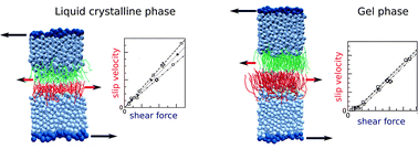 Graphical abstract: Interleaflet sliding in lipidic bilayers under shear flow: comparison of the gel and fluid phases using reversed non-equilibrium molecular dynamics simulations