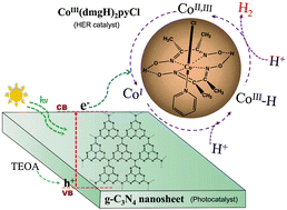 Graphical abstract: Artificial photosynthetic hydrogen evolution over g-C3N4 nanosheets coupled with cobaloxime