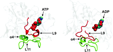 Graphical abstract: Allosteric control of kinesin's motor domain by tubulin: a molecular dynamics study