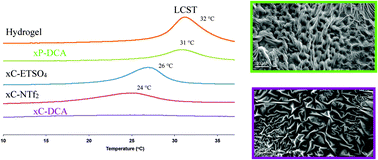 Graphical abstract: Ionic liquid modulation of swelling and LCST behavior of N-isopropylacrylamide polymer gels