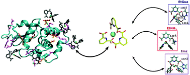 Graphical abstract: Exploration of the supramolecular interactions involving tris-dipicolinate lanthanide complexes in protein crystals by a combined biostructural, computational and NMR study