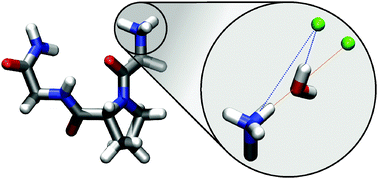 Graphical abstract: On the structure of water and chloride ion interactions with a peptide backbone in solution