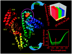 Graphical abstract: Interaction of a potential chloride channel blocker with a model transport protein: a spectroscopic and molecular docking investigation