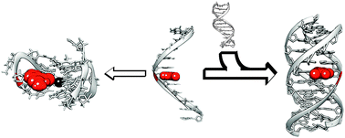 Graphical abstract: The DNA-forming properties of 6-selenoguanine