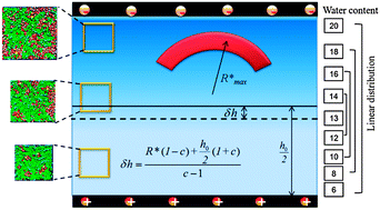 Graphical abstract: Modeling and simulation of the water gradient within a Nafion membrane