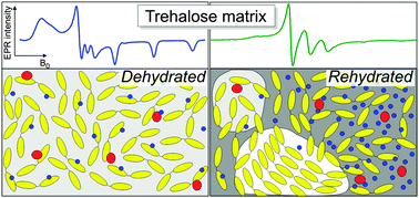 Graphical abstract: Structural and dynamical characteristics of trehalose and sucrose matrices at different hydration levels as probed by FTIR and high-field EPR