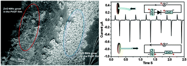 Graphical abstract: In situ ZnO nanowire growth to promote the PVDF piezo phase and the ZnO–PVDF hybrid self-rectified nanogenerator as a touch sensor