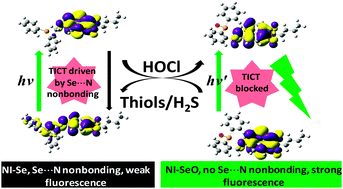 Graphical abstract: Experimental and theoretical study on the sensing mechanism of a fluorescence probe for hypochloric acid: a Se⋯N nonbonding interaction modulated twisting process