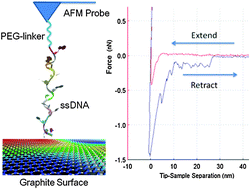 Graphical abstract: Direct force measurements on peeling heteropolymer ssDNA from a graphite surface using single-molecule force spectroscopy