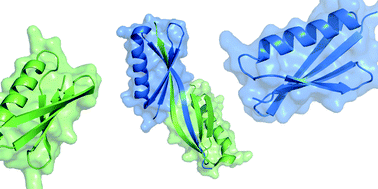 Graphical abstract: A kinetic study of domain swapping of Protein L