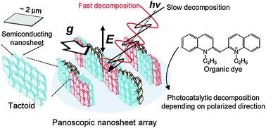 Graphical abstract: Panoscopic organization of anisotropic colloidal structures from photofunctional inorganic nanosheet liquid crystals