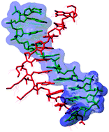 Graphical abstract: Molecular dynamics simulations of PNA–PNA and PNA–DNA duplexes by the use of new parameters implemented in the GROMACS package: a conformational and dynamics study