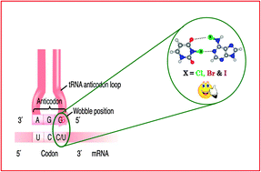 Graphical abstract: A new turn in codon–anticodon selection through halogen bonds