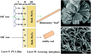 Graphical abstract: The roles of density-tunable surface oxygen vacancy over bouquet-like Bi2O3 in enhancing photocatalytic activity