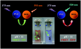 Graphical abstract: An intriguing pH-triggered FRET-based biosensor emission of a pyrazoline–doxorubicin couple and its application in living cells