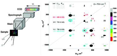 Graphical abstract: The nature of coherences in the B820 bacteriochlorophyll dimer revealed by two-dimensional electronic spectroscopy