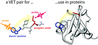 Graphical abstract: A donor–acceptor pair for the real time study of vibrational energy transfer in proteins