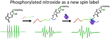 Graphical abstract: Diversification of EPR signatures in site directed spin labeling using a β-phosphorylated nitroxide