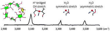 Graphical abstract: Infrared multiple photon dissociation spectroscopy and density functional theory (DFT) studies of protonated permethylated β-cyclodextrin–water non-covalent complexes