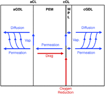 Graphical abstract: Water balance model for polymer electrolyte fuel cells with ultrathin catalyst layers