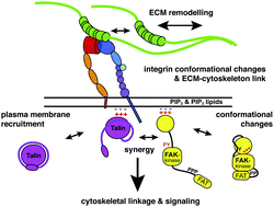 Graphical abstract: Protein conformation as a regulator of cell–matrix adhesion