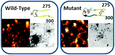 Graphical abstract: The influence of the ΔK280 mutation and N- or C-terminal extensions on the structure, dynamics, and fibril morphology of the tau R2 repeat