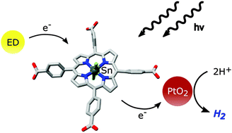 Graphical abstract: A water-soluble tin(iv) porphyrin as a bioinspired photosensitiser for light-driven proton-reduction