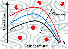 Graphical abstract: Crowding effects on the temperature and pressure dependent structure, stability and folding kinetics of Staphylococcal Nuclease