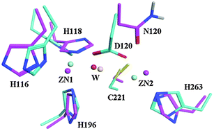 Graphical abstract: Asp120Asn mutation impairs the catalytic activity of NDM-1 metallo-β-lactamase: experimental and computational study