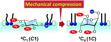 Graphical abstract: Conformational interchange of a carbohydrate by mechanical compression at the air–water interface