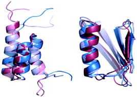 Graphical abstract: The energy landscape of a protein switch