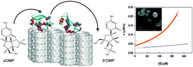 Graphical abstract: Trapping RNase A on MCM41 pores: effects on structure stability, product inhibition and overall enzymatic activity