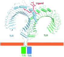 Graphical abstract: Targeting Toll-like receptors with small molecule agents