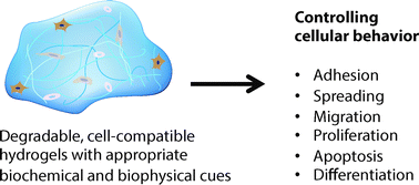 Graphical abstract: Designing degradable hydrogels for orthogonal control of cell microenvironments