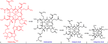 Graphical abstract: Vitamin B12: chemical modifications