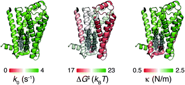 Graphical abstract: Single-molecule force spectroscopy of G-protein-coupled receptors