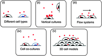 Graphical abstract: Assessing nanoparticle toxicity in cell-based assays: influence of cell culture parameters and optimized models for bridging the in vitro–in vivo gap