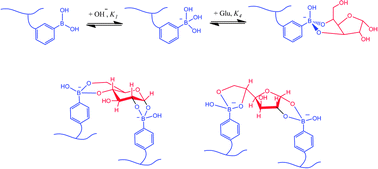 Graphical abstract: Boronic acid-containing hydrogels: synthesis and their applications