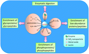 Graphical abstract: Functionalized magnetic nanoparticles for sample preparation in proteomics and peptidomics analysis